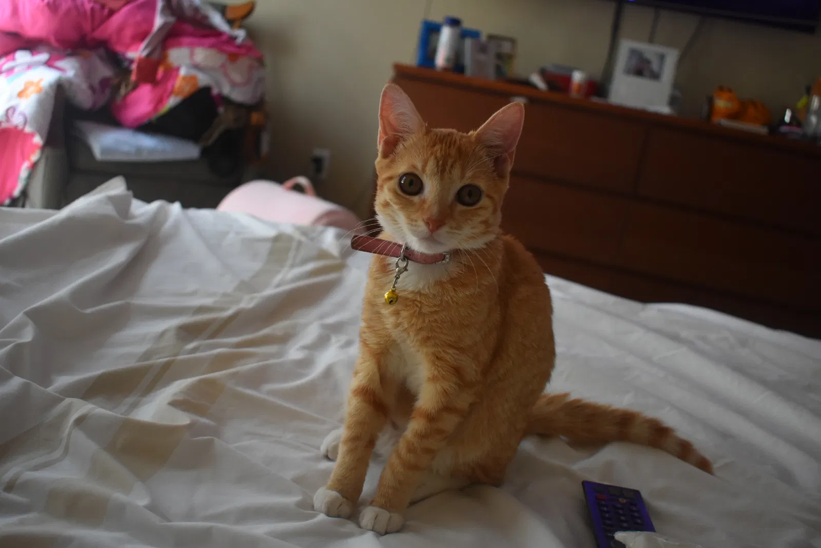 Lost cat in Lawrenceville, GA, 30043