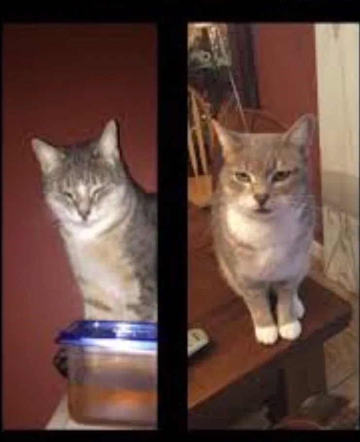 Lost cat in Keansburg, NJ, 7734