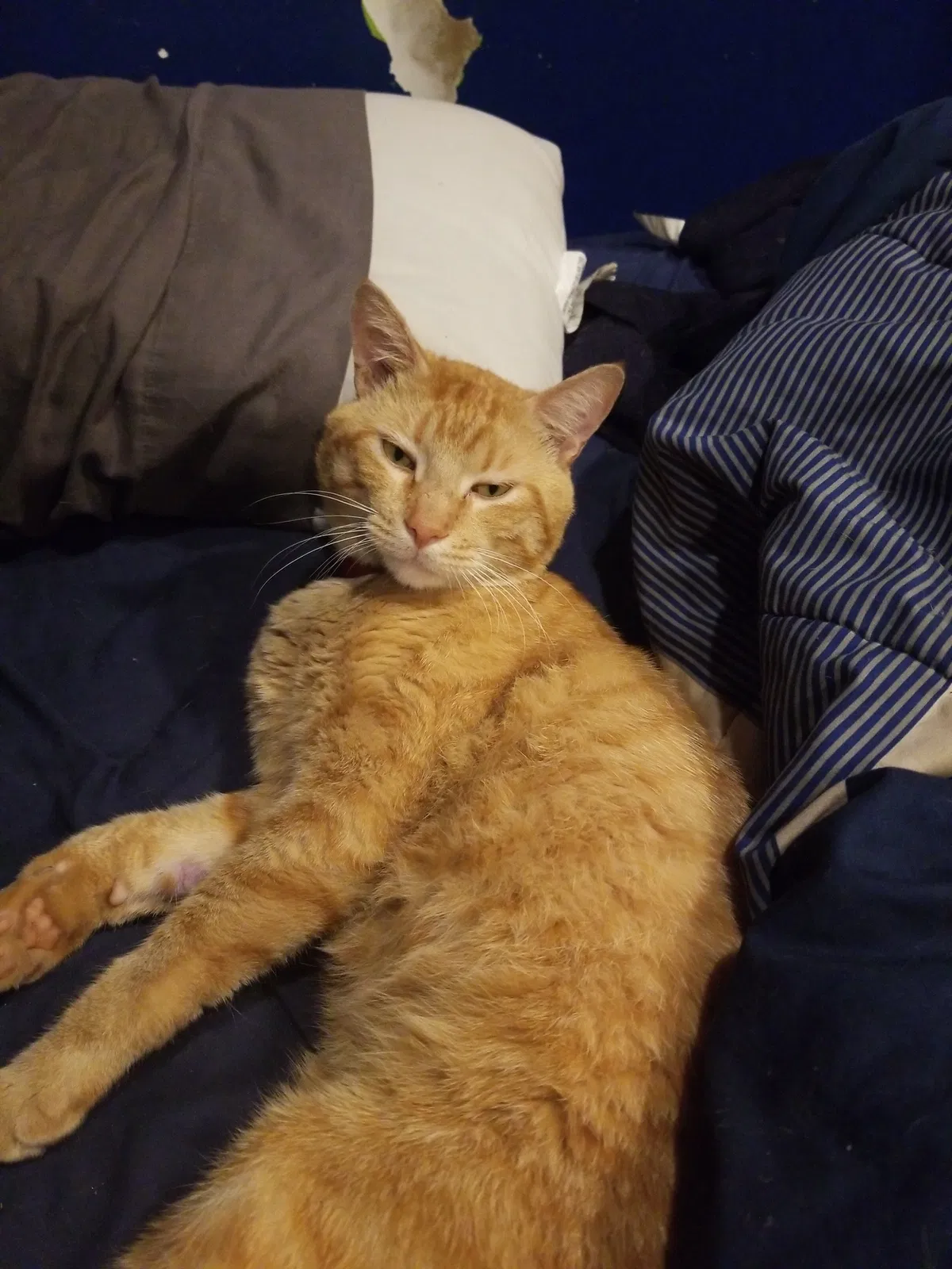 Lost cat in Bristol, CT, 6010
