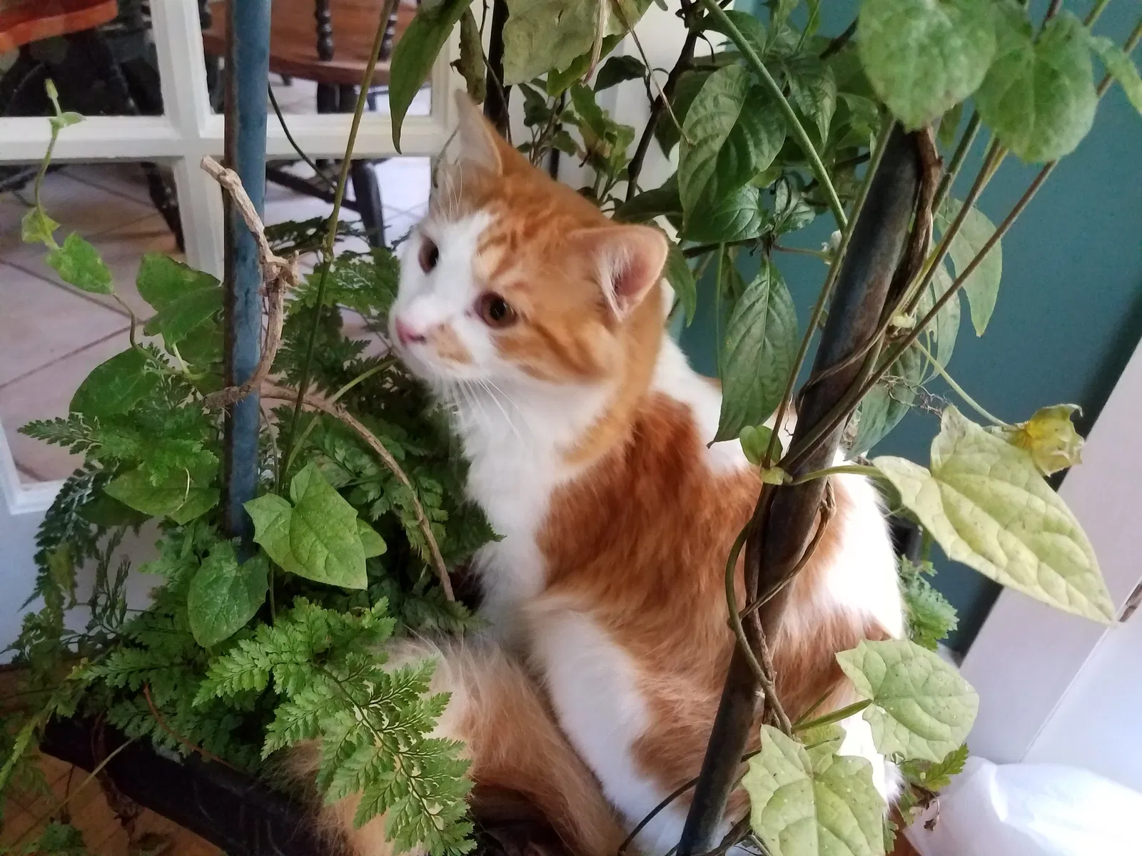 Lost cat in Marietta, GA, 30062