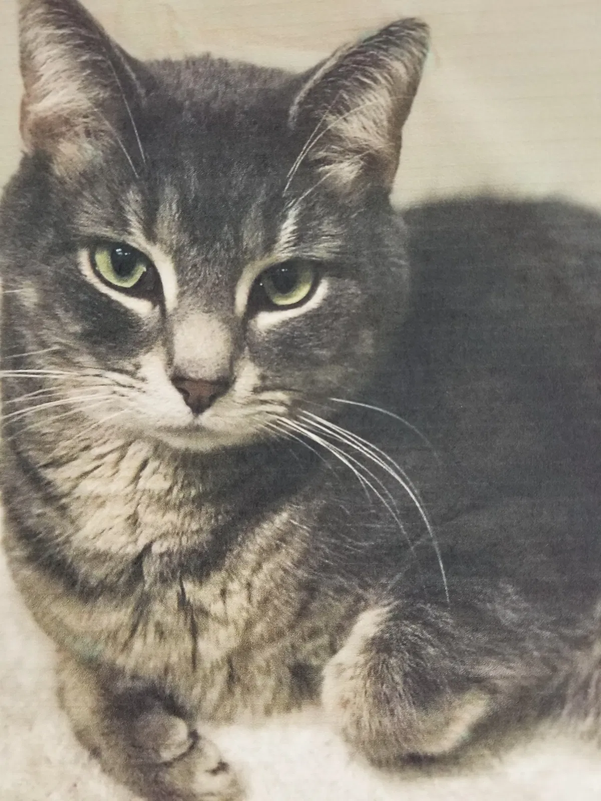 Lost cat in Stow, OH, 44224
