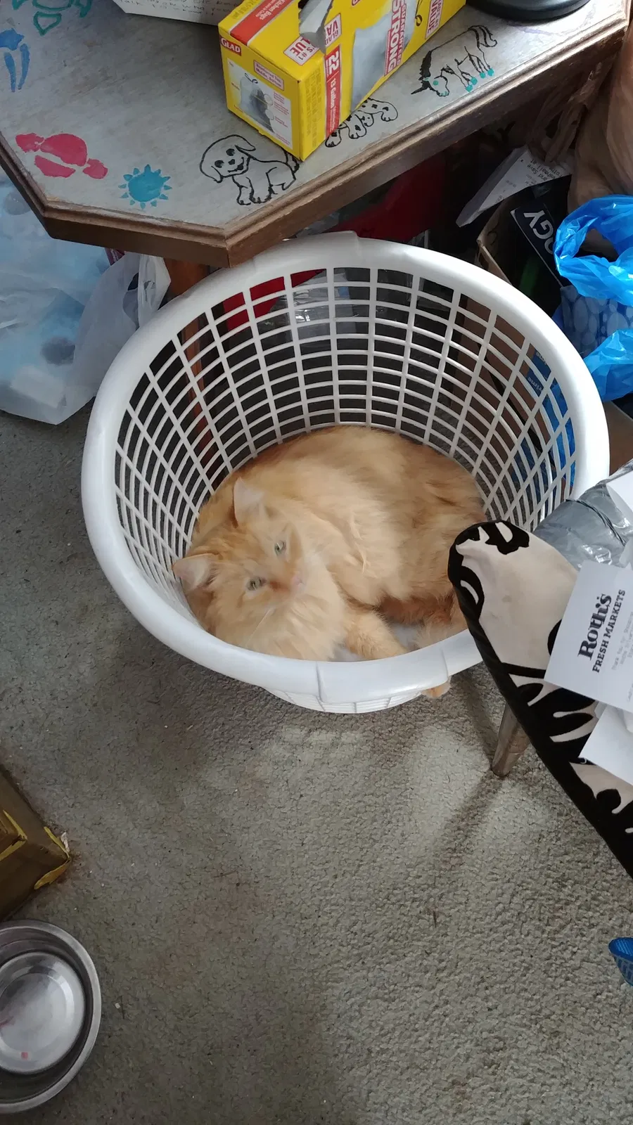 Lost cat in Silverton, OR, 97381