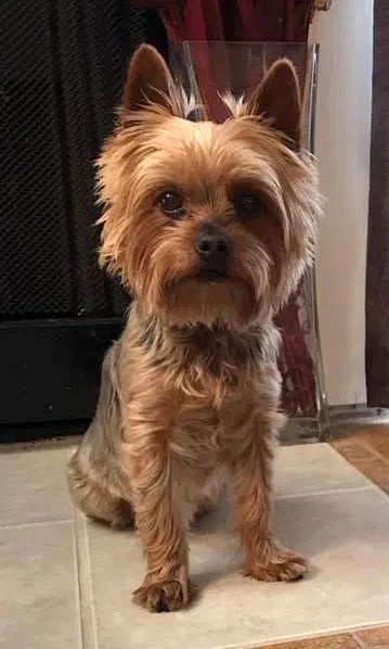 Lost dog in Los Altos, CA, 94024