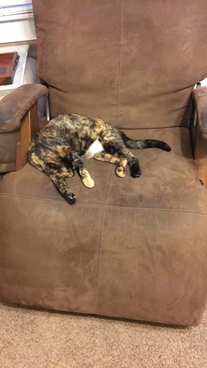 Lost cat in Bellville, TX, 77418