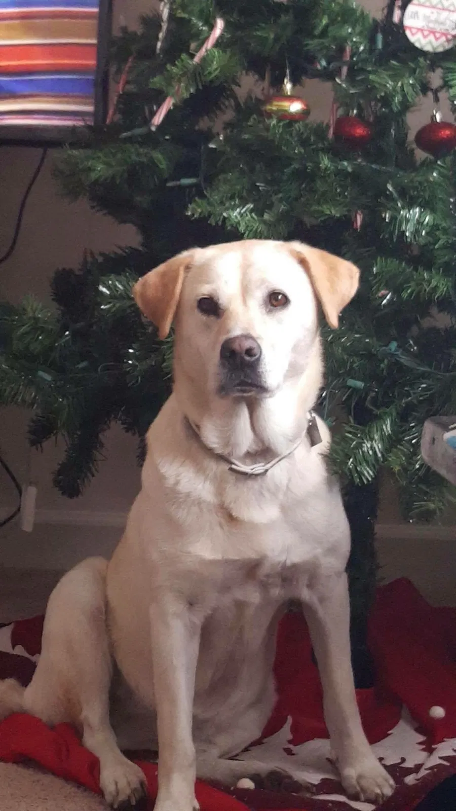 Lost dog in Raeford, NC, 28376