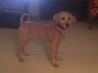 Lost dog in San Diego, CA, 92127