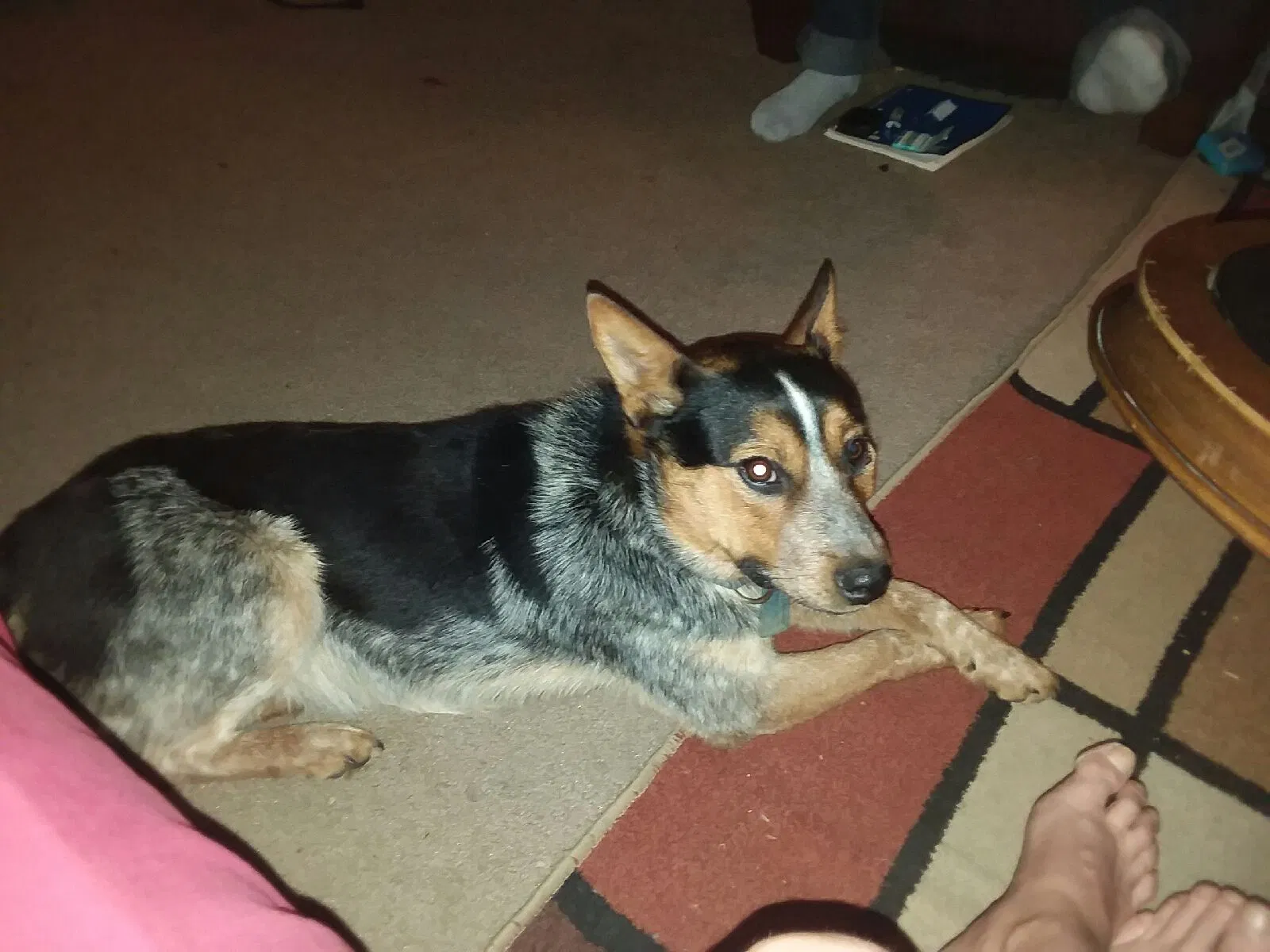 Lost dog in Tonkawa, OK, 74653