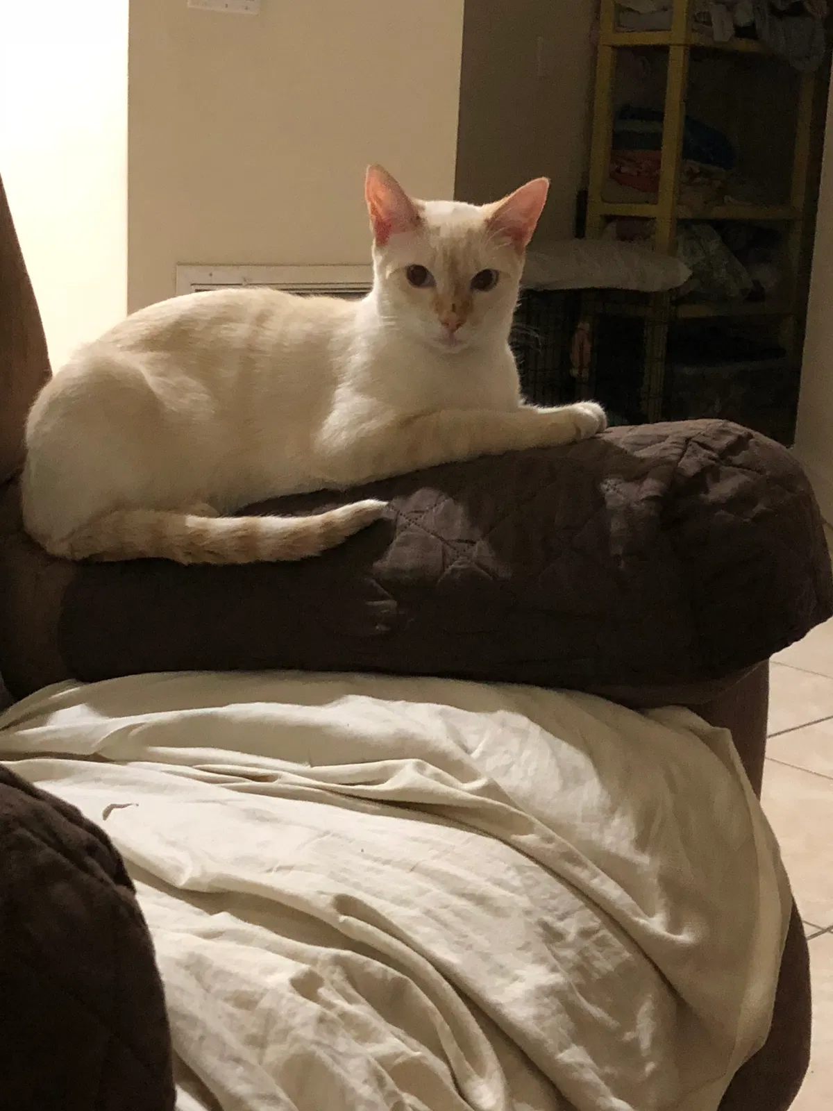 Lost cat in Palm Bay, FL, 32909