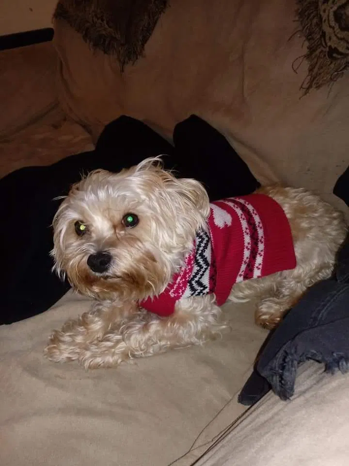 Lost dog in Indianapolis, IN, 46219