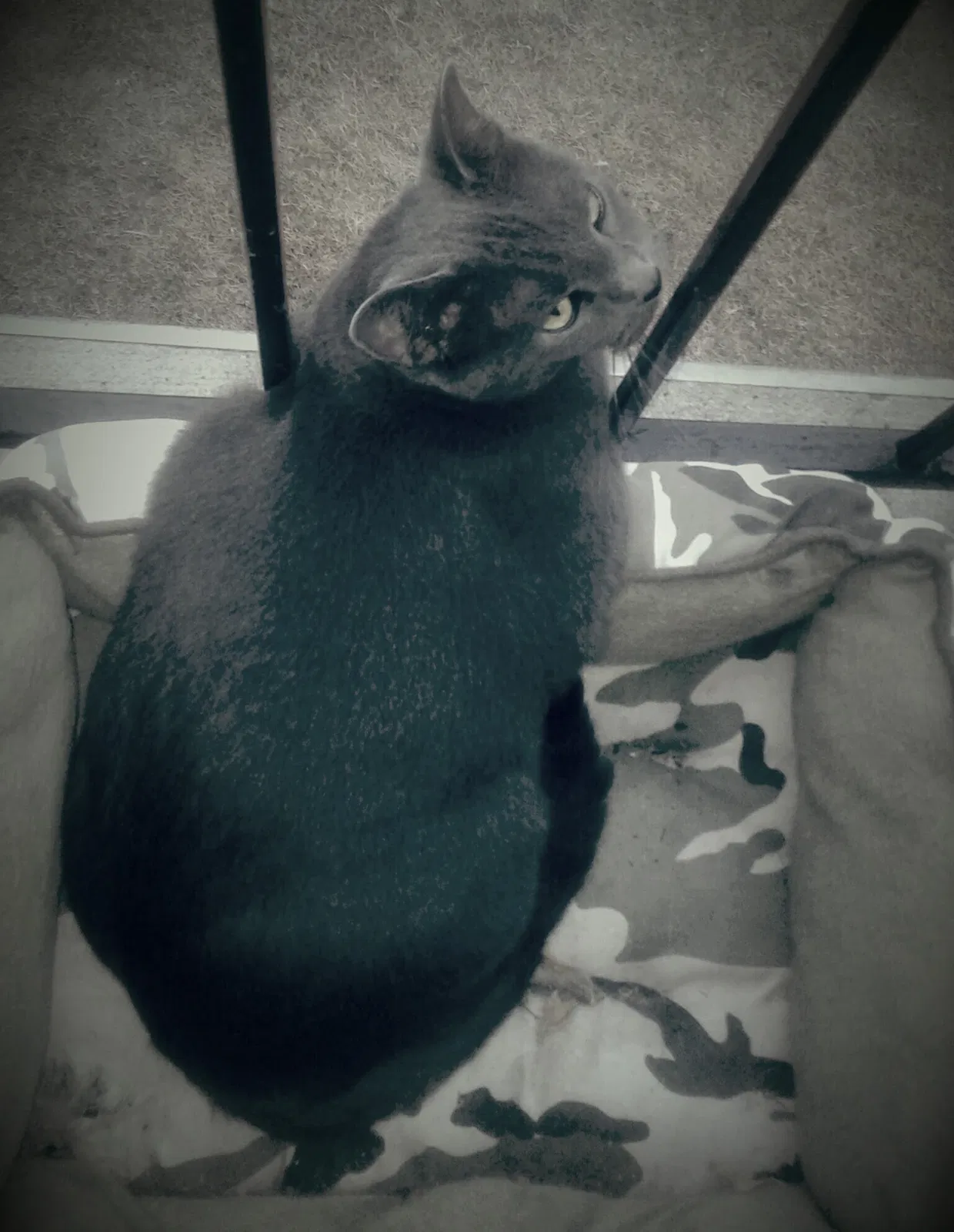Lost cat in Denton, TX, 76210