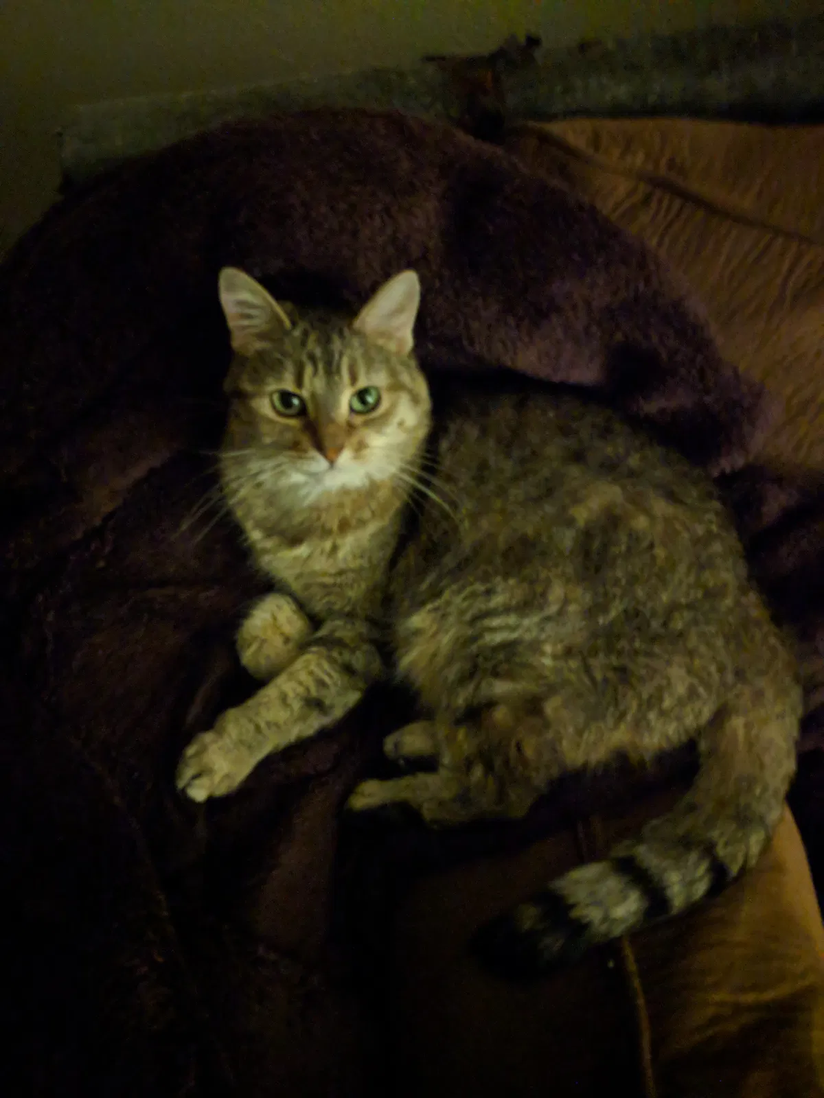 Lost cat in Champaign, IL, 61820