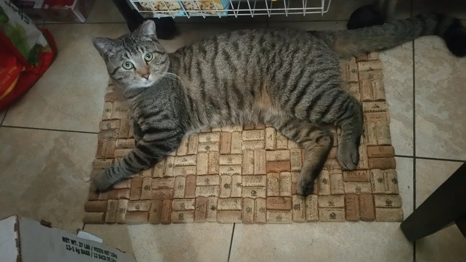 Lost cat in Portland, OR, 97266