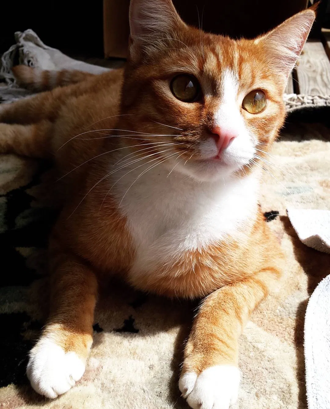Missing Cat