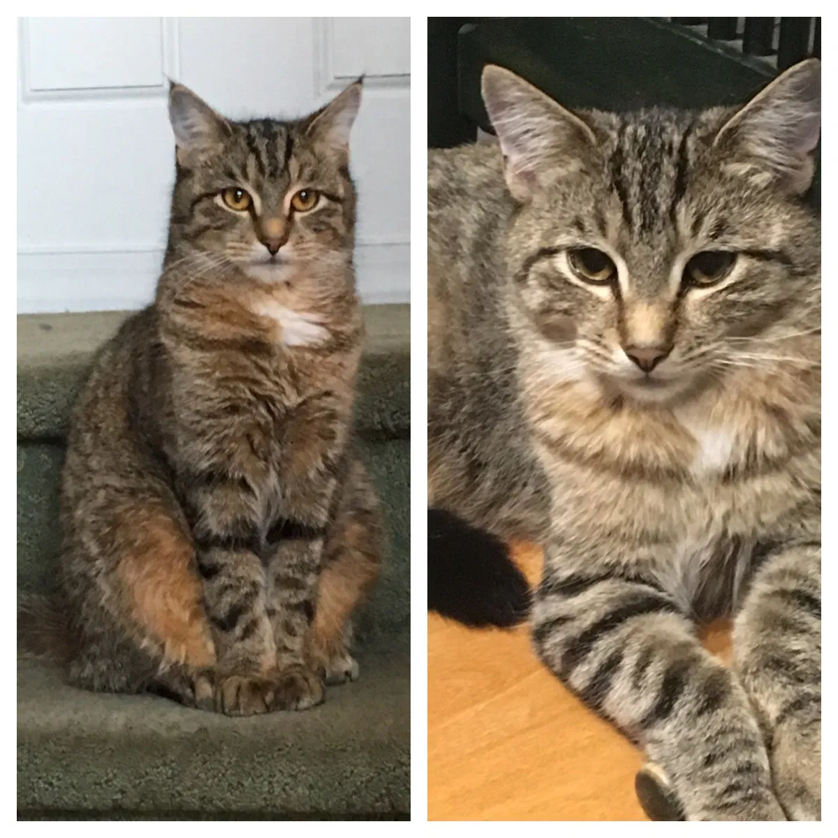 Lost cat in Sewell, NJ, 8080