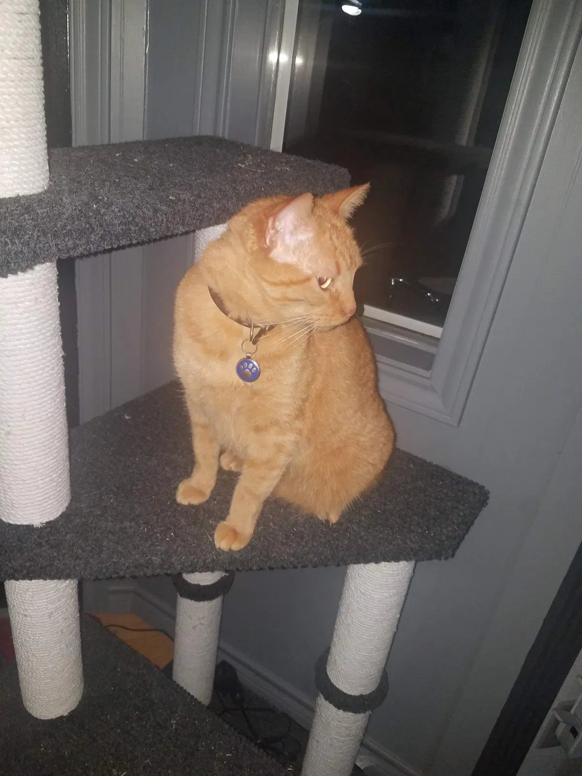 Lost cat in San Angelo, TX, 76904