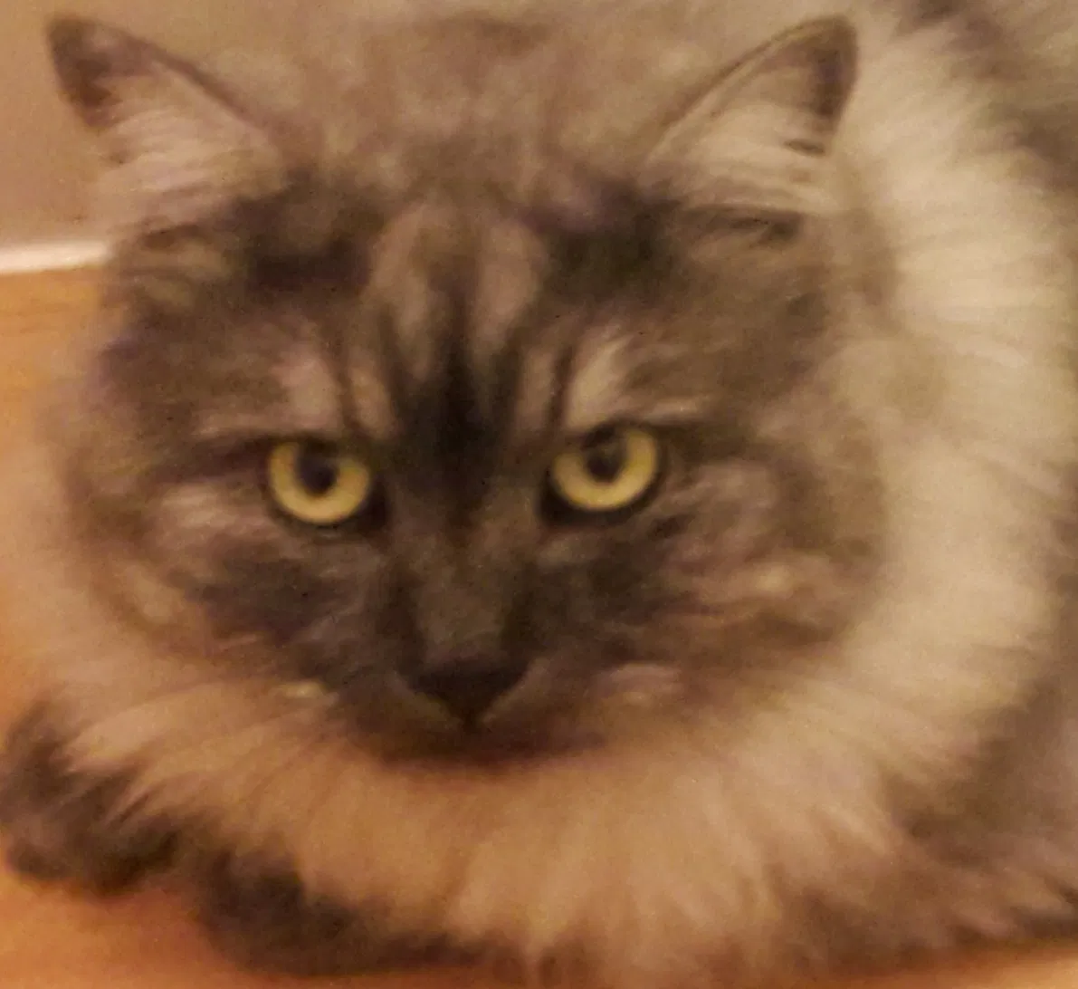 Lost cat in Warren, MI, 48091
