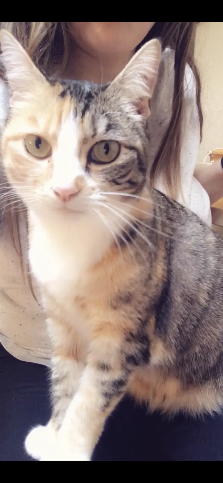 Lost cat in Springfield, OR, 97478