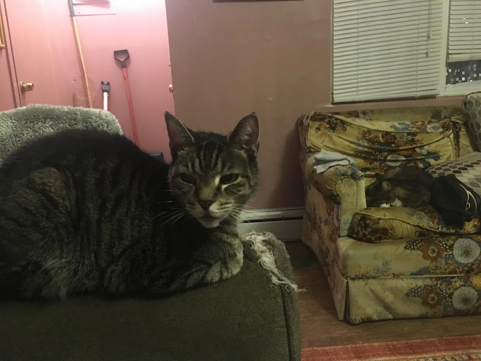 Lost cat in Staten Island, NY, 10304