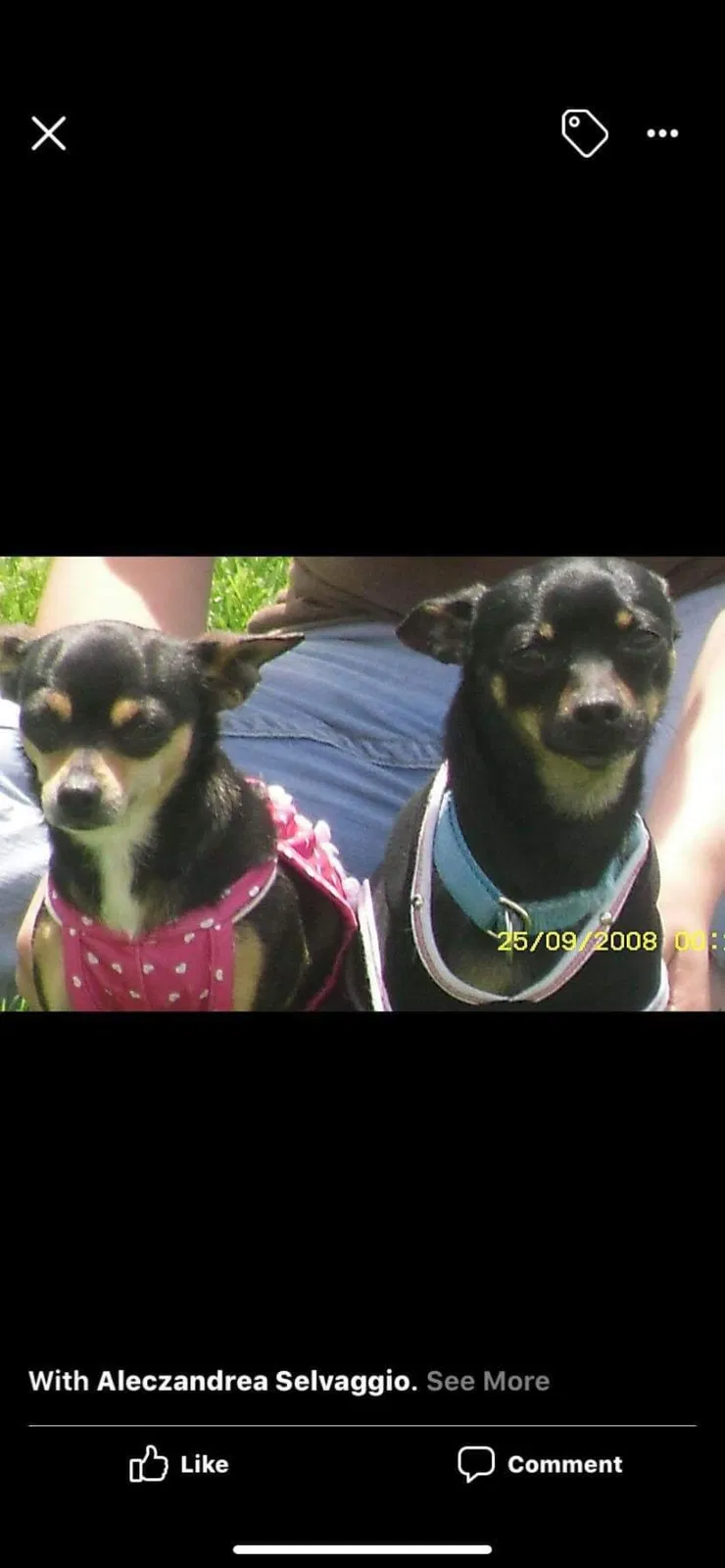 Lost dog in Ada, OH, 45810