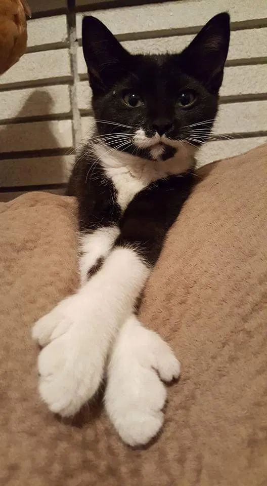 Lost cat in Pittsburgh, PA, 15227