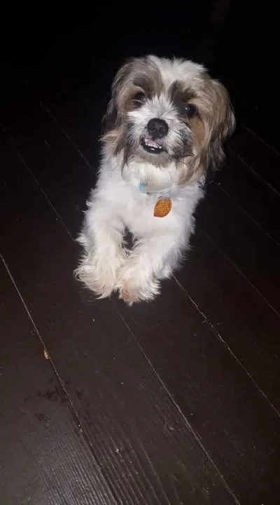 Lost dog in Allentown, PA, 18102