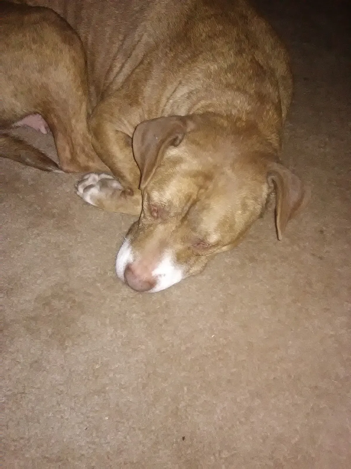Lost dog in Lynchburg, VA, 24501