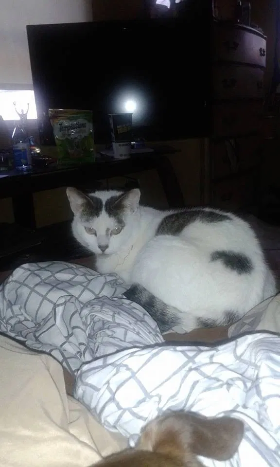 Lost cat in Dunedin, FL, 34698