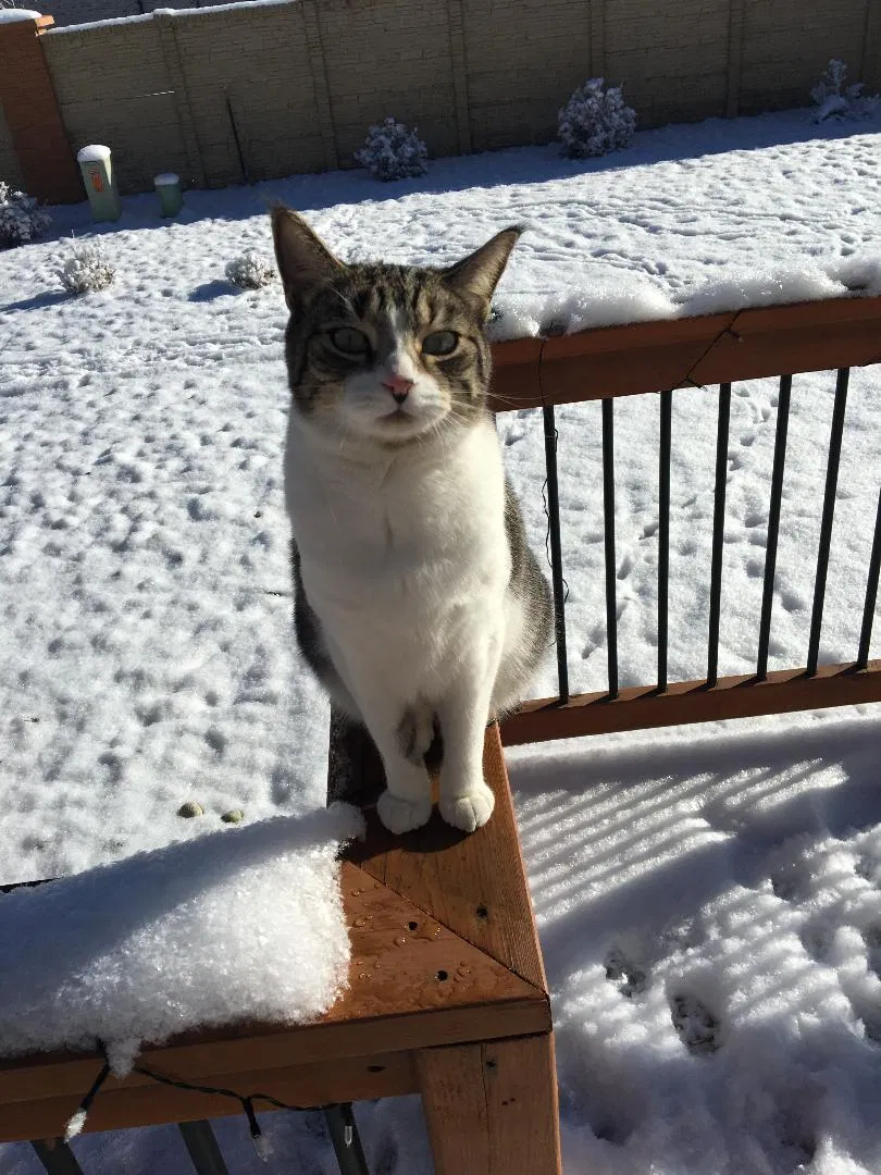 Lost cat in Colorado Springs, CO, 80923