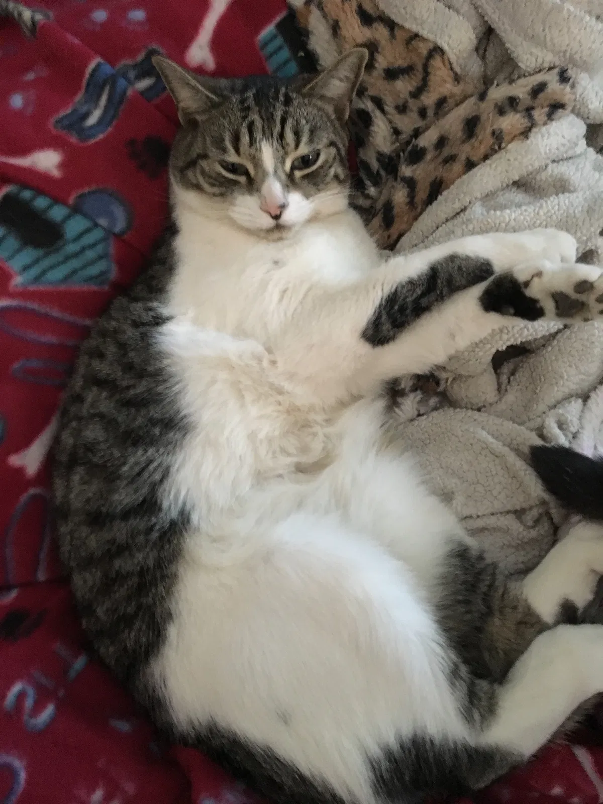 Lost cat in Colorado Springs, CO, 80923