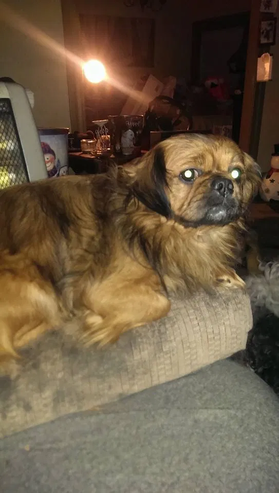Lost dog in Rockford, IL, 61103