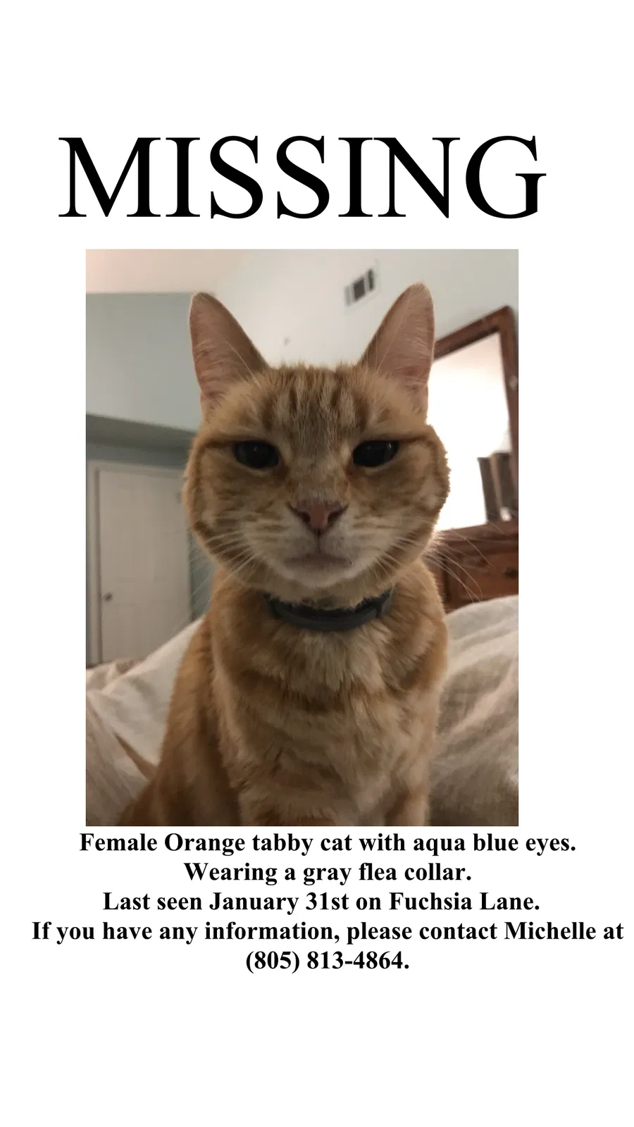 Lost cat in Santa Paula, CA, 93060