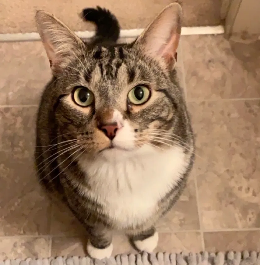 Lost cat in Holland, MI, 49424