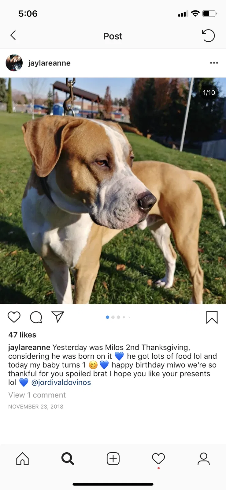 Lost dog in Selah, WA, 98942