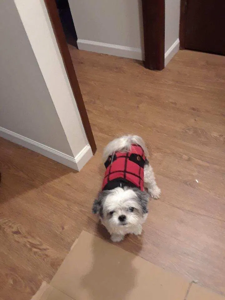 Lost dog in Oak Harbor, WA, 98277