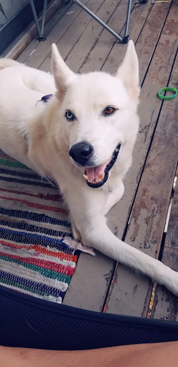 Lost dog in Enid, OK, 73701