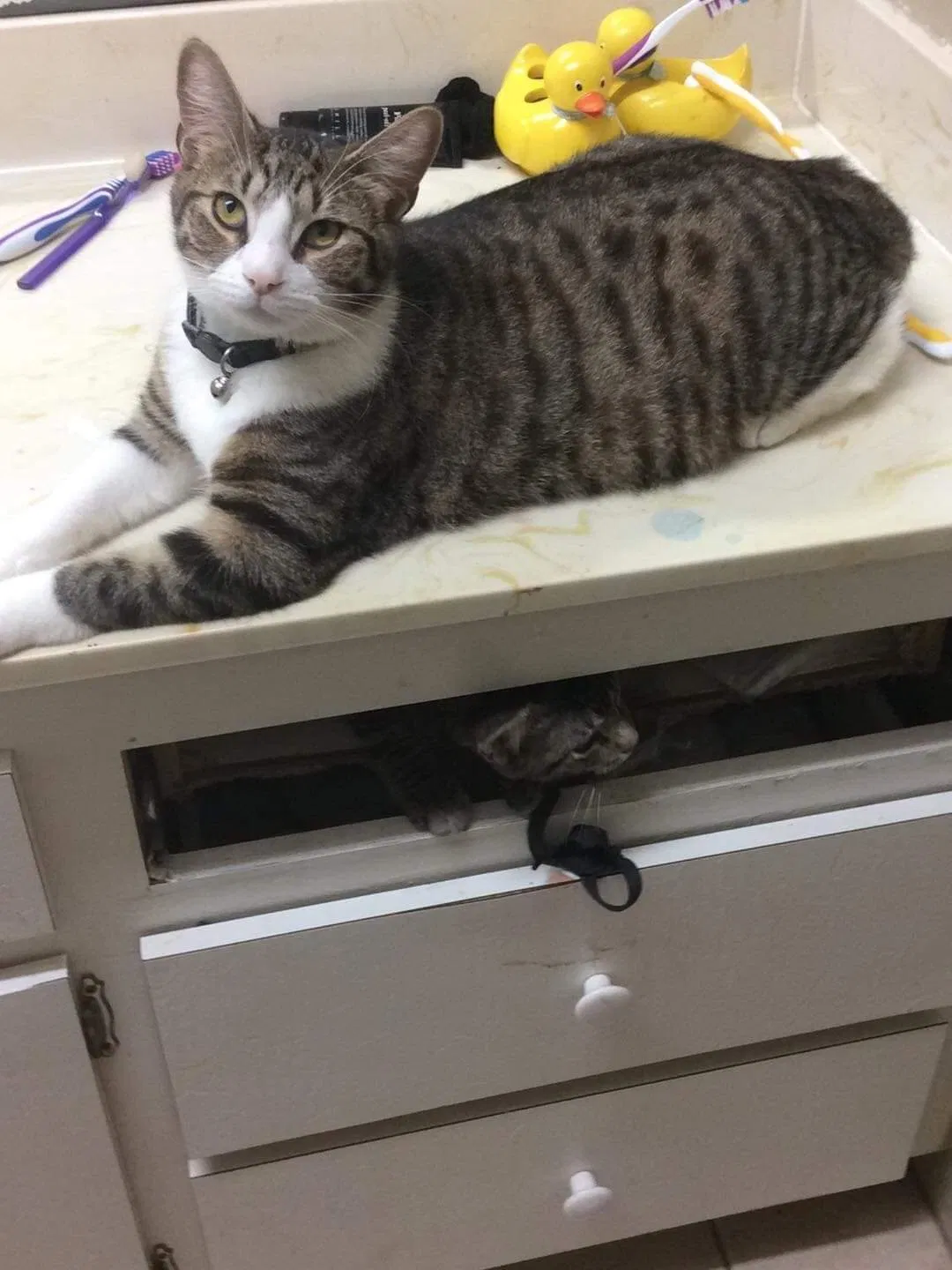 Lost cat in Punta Gorda, FL, 33950