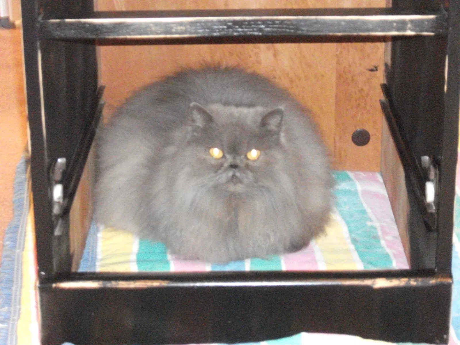 Lost cat in Haledon, NJ, 7508
