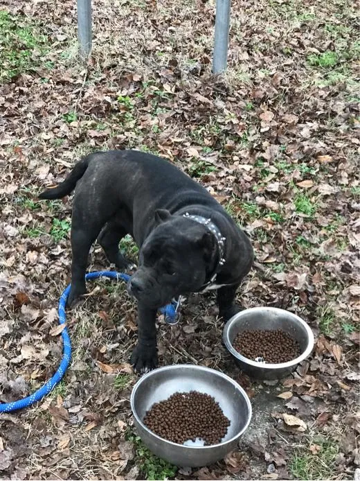 Lost dog in Richmond, VA, 23224