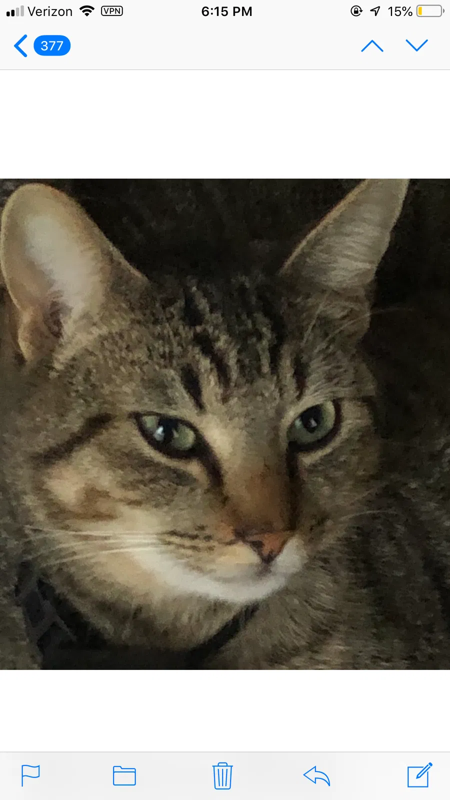 Lost cat in Round Rock, TX, 78681