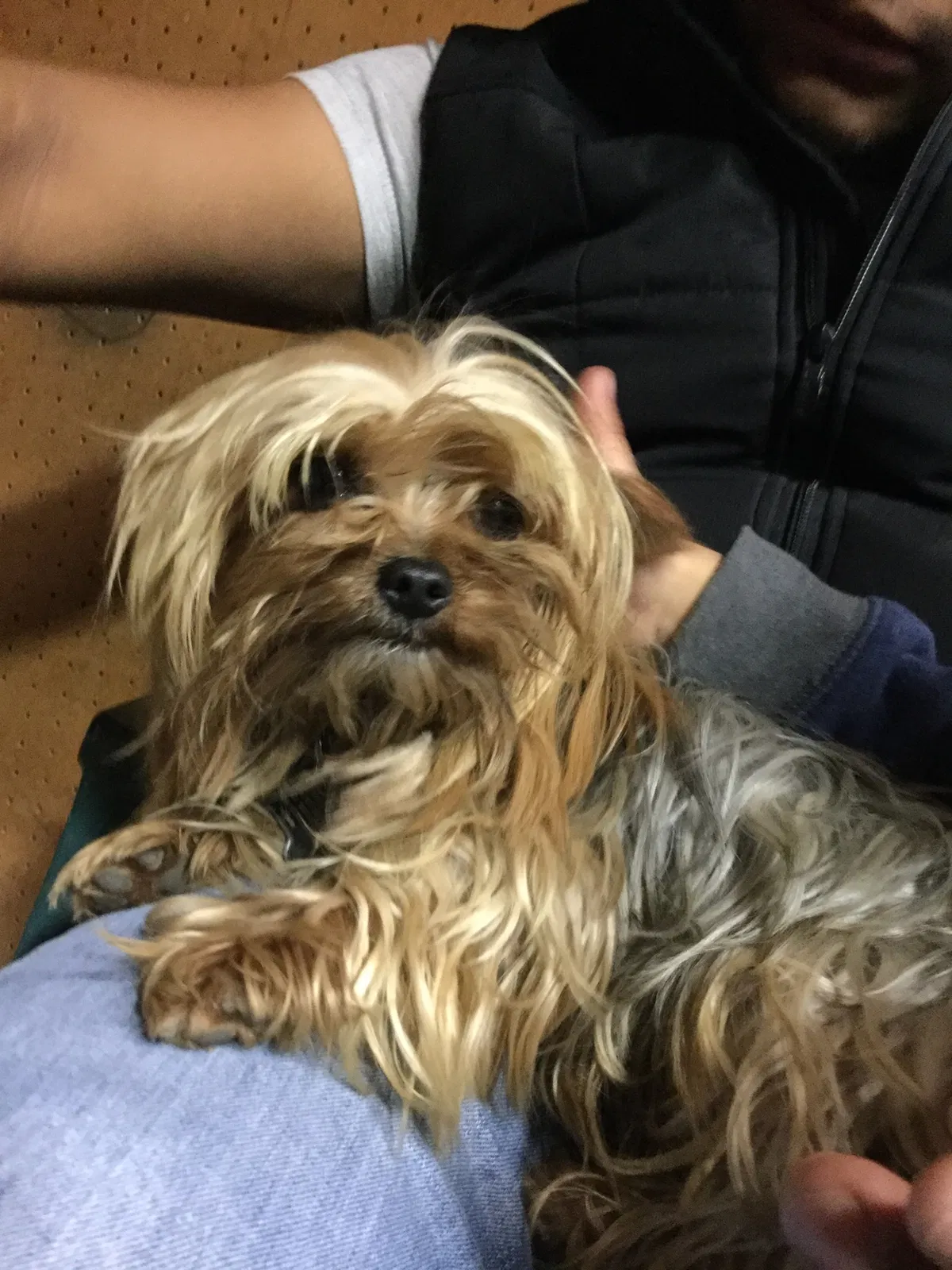 Lost dog in Santa Maria, CA, 93458