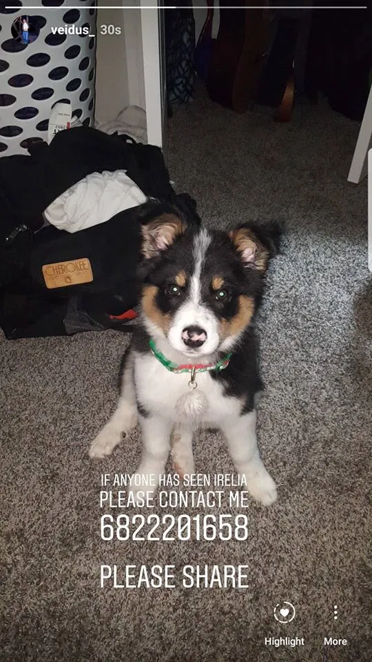 Lost dog in Las Cruces, NM, 88001