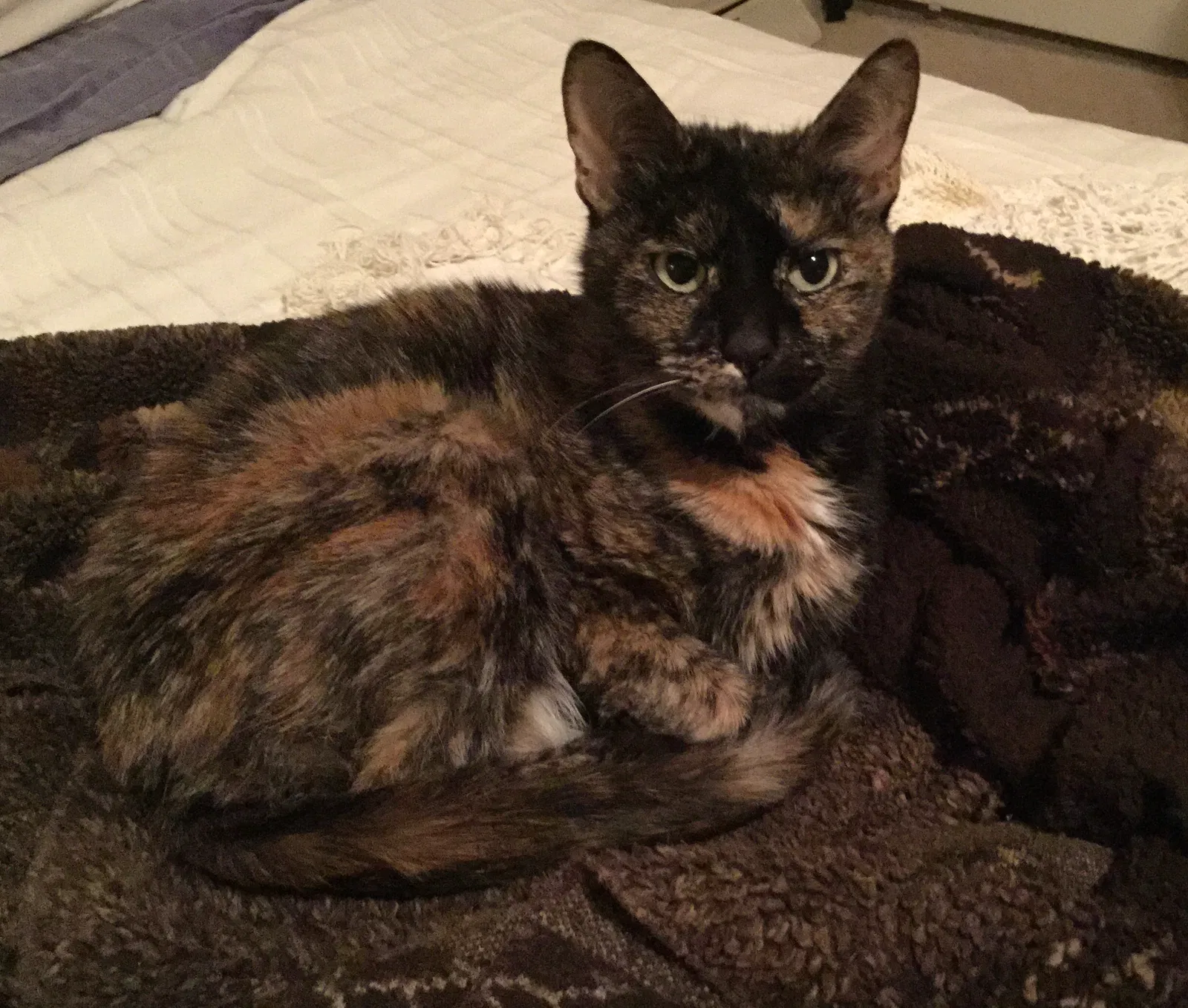 Lost cat in Wynnewood, PA, 19096