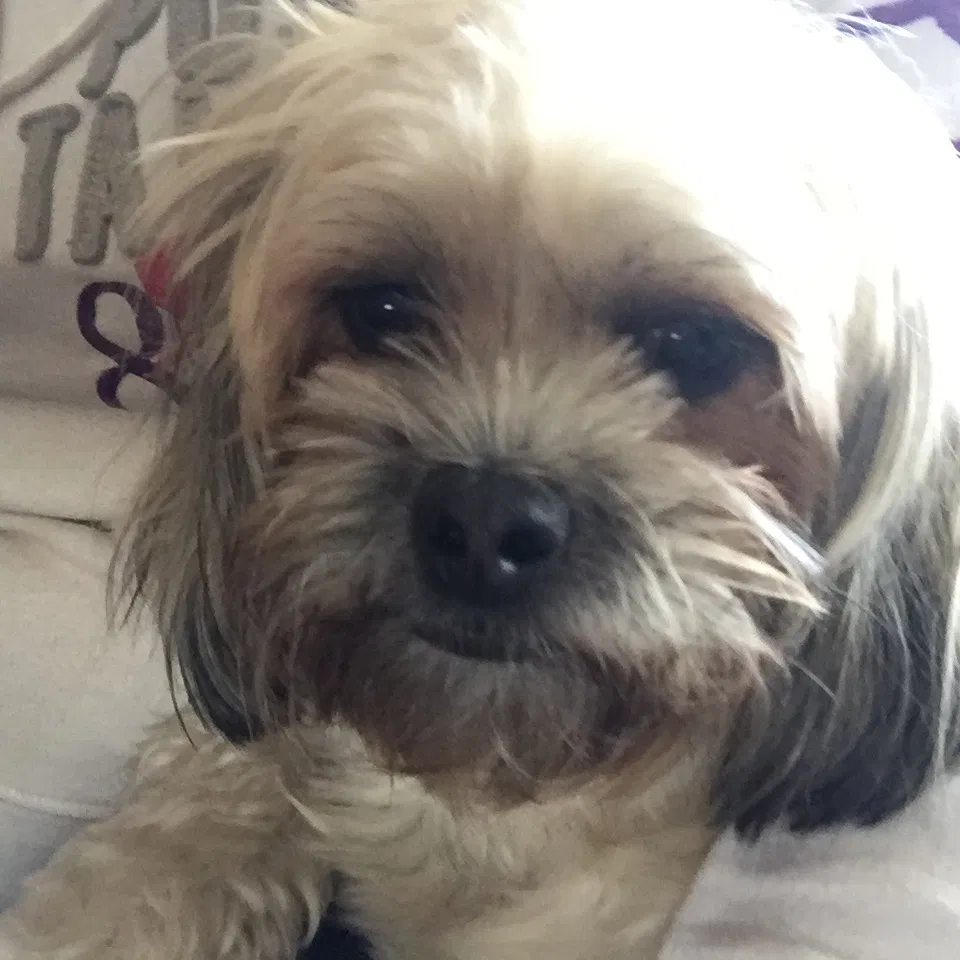 Lost dog in Metairie, LA, 70001