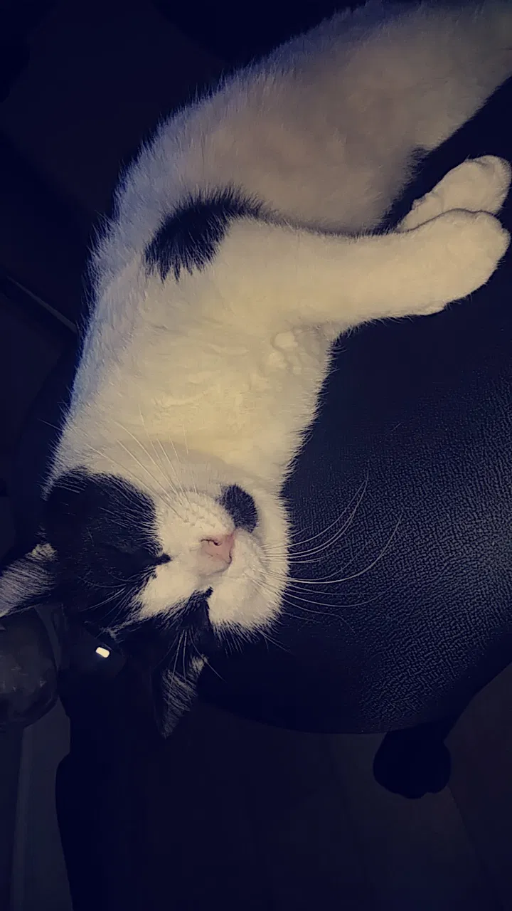 Lost cat in Grand Rapids, MI, 49548