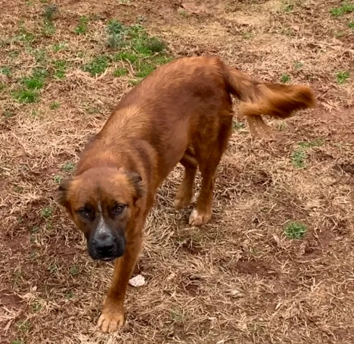 Lost dog in Sweetwater, TN, 37874