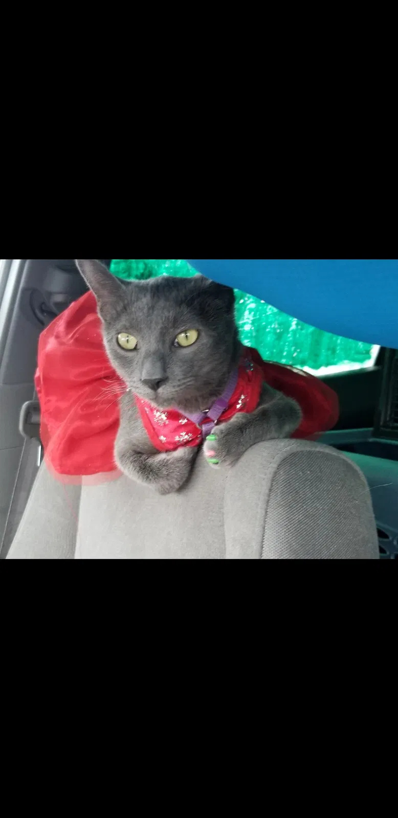 Lost cat in Garland, TX, 75041