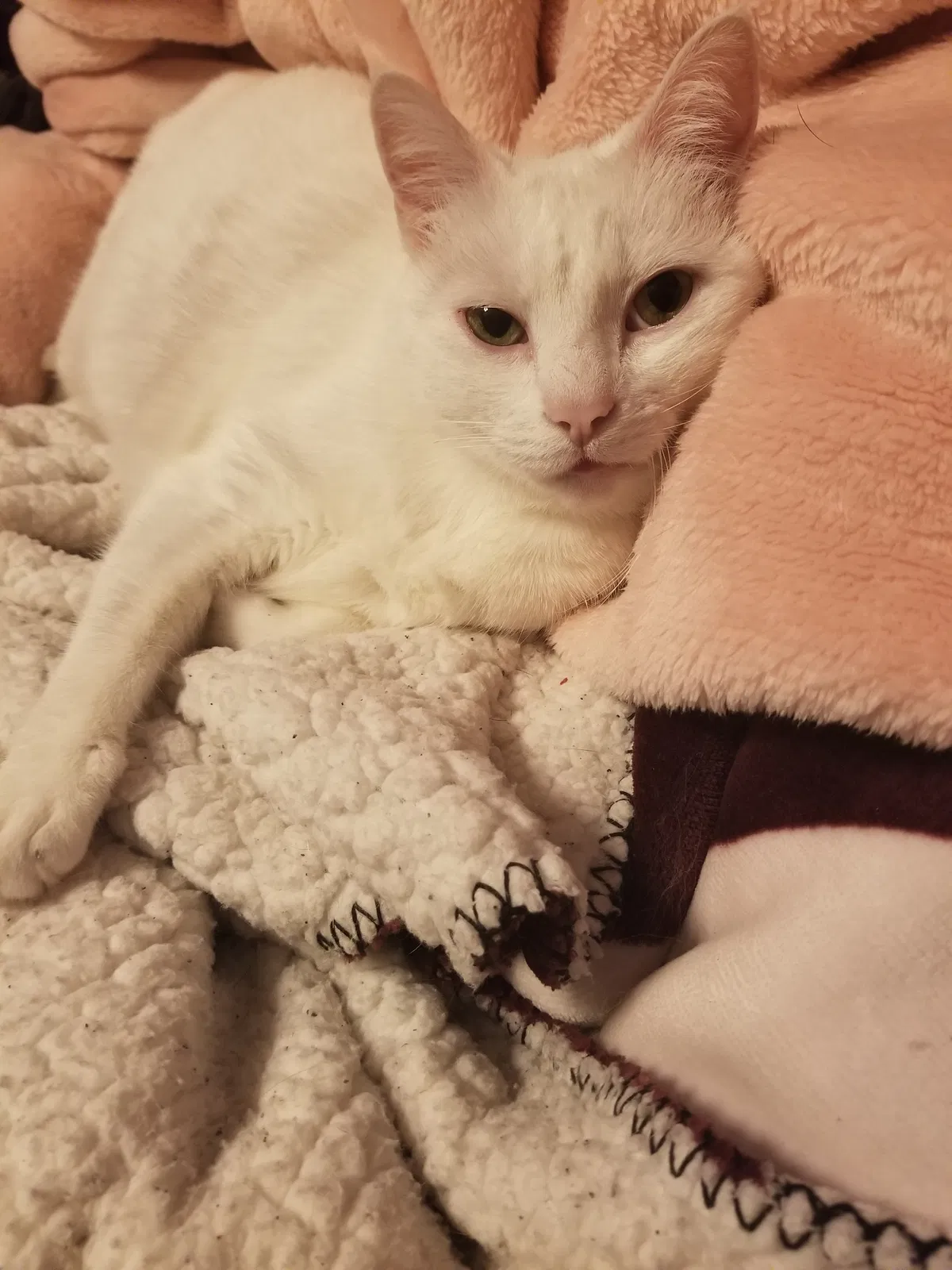 Lost cat in Chesnee, SC, 29323