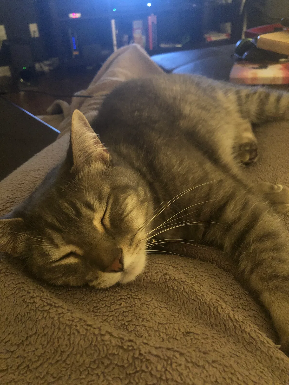 Lost cat in Huntersville, NC, 28078