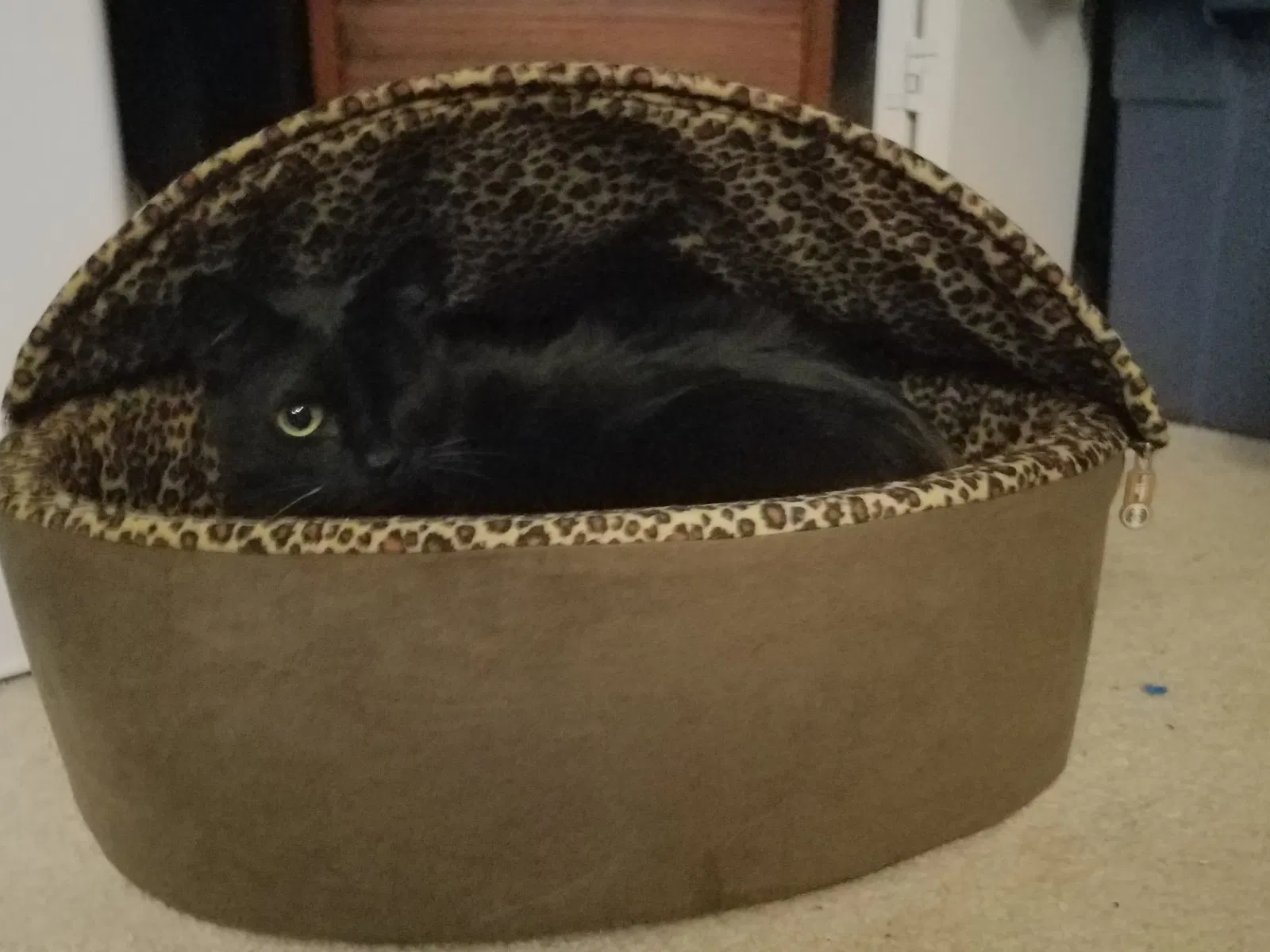 Lost cat in Manassas, VA, 20110