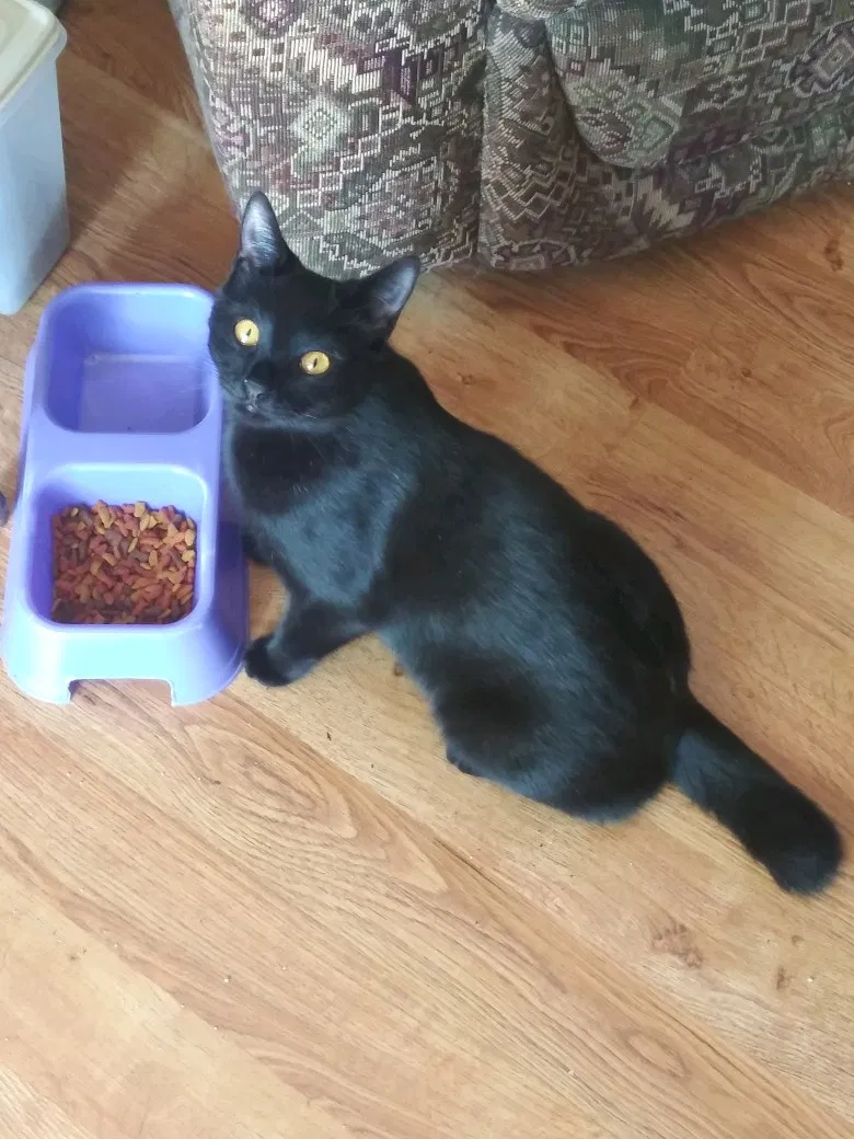 Lost cat in Tampa, FL, 33619